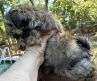 AKC Tucker, a male Shih Tzu for sale in Conroe, TX – 8 of 10