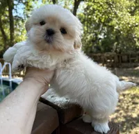 AKC Snowman , a male Shih Tzu for sale in Conroe, TX – 3 of 10