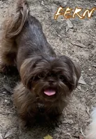 AKC Blue Ryder, a male Shih Tzu for sale in Conroe, TX – 9 of 10