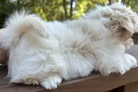 AKC Snowman , a male Shih Tzu for sale in Conroe, TX – 5 of 10