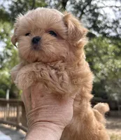 AKC Spice Girl, a female Shih Tzu for sale in Conroe, TX – 6 of 10