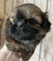 AKC Grace, a female Shih Tzu for sale in Conroe, TX – 6 of 9