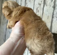 AKC Casper, a male Shih Tzu for sale in Conroe, TX – 2 of 8