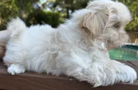 AKC Snowman , a male Shih Tzu for sale in Conroe, TX – 6 of 10