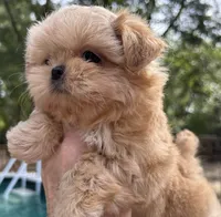 AKC Spice Girl, a female Shih Tzu for sale in Conroe, TX – 5 of 10