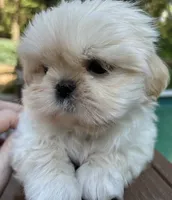 AKC Snowman , a male Shih Tzu for sale in Conroe, TX – 1 of 10