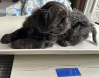 AKC Blue Ryder, a male Shih Tzu for sale in Conroe, TX – 7 of 10