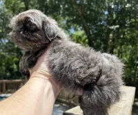 AKC Ryder, a male Shih Tzu for sale in Conroe, TX – 7 of 10