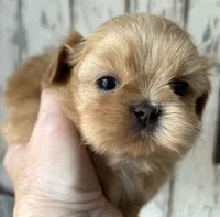 AKC Casper, a male Shih Tzu for sale in Conroe, TX – 4 of 8