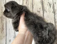 AKC Ryder, a male Shih Tzu for sale in Conroe, TX – 6 of 10