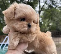 AKC Spice Girl, a female Shih Tzu for sale in Conroe, TX – 4 of 10