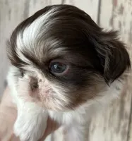 AKC Winston, a male Shih Tzu for sale in Conroe, TX – 1 of 10
