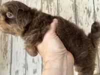AKC Willow, a female Shih Tzu for sale in Conroe, TX – 8 of 10