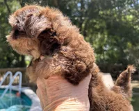 AKC Willow, a female Shih Tzu for sale in Conroe, TX – 4 of 10