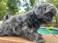 AKC Blue Ryder, a male Shih Tzu for sale in Conroe, TX – 8 of 10