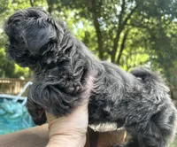 AKC Blue Ryder, a male Shih Tzu for sale in Conroe, TX – 3 of 10
