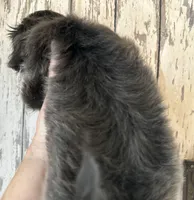AKC Blue Ryder, a male Shih Tzu for sale in Conroe, TX – 4 of 10