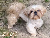 AKC Blue Ryder, a male Shih Tzu for sale in Conroe, TX – 10 of 10