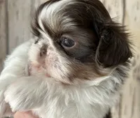 AKC Winston, a male Shih Tzu for sale in Conroe, TX – 4 of 10