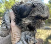 AKC Tucker, a male Shih Tzu for sale in Conroe, TX – 3 of 10