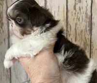 AKC Winston, a male Shih Tzu for sale in Conroe, TX – 8 of 10