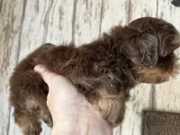 AKC Willow, a female Shih Tzu for sale in Conroe, TX – 6 of 10