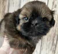 AKC Grace, a female Shih Tzu for sale in Conroe, TX – 1 of 9