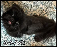 AKC Snowman , a male Shih Tzu for sale in Conroe, TX – 9 of 10