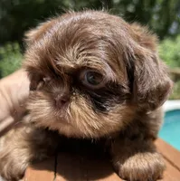 AKC Willow, a female Shih Tzu for sale in Conroe, TX – 1 of 10