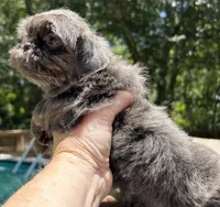 AKC Ryder, a male Shih Tzu for sale in Conroe, TX – 2 of 10