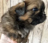 AKC Grace, a female Shih Tzu for sale in Conroe, TX – 7 of 9
