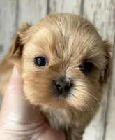 AKC Casper, a male Shih Tzu for sale in Conroe, TX – 5 of 8