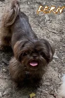 AKC Willow, a female Shih Tzu for sale in Conroe, TX – 9 of 10