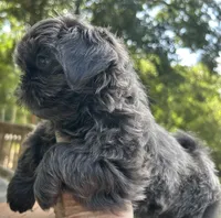 AKC Blue Ryder, a male Shih Tzu for sale in Conroe, TX – 2 of 10