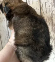AKC Grace, a female Shih Tzu for sale in Conroe, TX – 3 of 9