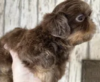 AKC Willow, a female Shih Tzu for sale in Conroe, TX – 2 of 10