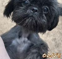 AKC Tucker, a male Shih Tzu for sale in Conroe, TX – 9 of 10
