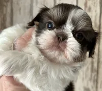 AKC Winston, a male Shih Tzu for sale in Conroe, TX – 2 of 10