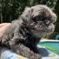 AKC Ryder, a male Shih Tzu for sale in Conroe, TX – 8 of 10