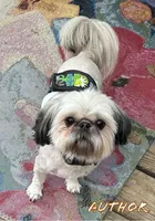 AKC Grace, a female Shih Tzu for sale in Conroe, TX – 9 of 9