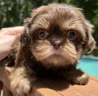 AKC Willow, a female Shih Tzu for sale in Conroe, TX – 3 of 10