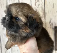 AKC Grace, a female Shih Tzu for sale in Conroe, TX – 4 of 9