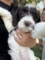 Pinto, a male Bernedoodle for sale in South Gate, CA – 2 of 5