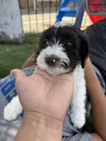 Pinto, a male Bernedoodle for sale in South Gate, CA – 1 of 5