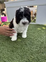 Pinto, a male Bernedoodle for sale in South Gate, CA – 3 of 5