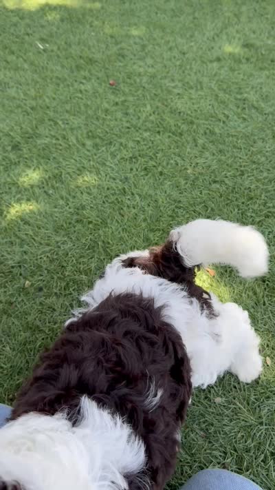 Pinto, a male Bernedoodle for sale in South Gate, CA – 4 of 5