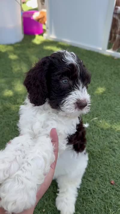 Pinto, a male Bernedoodle for sale in South Gate, CA – 5 of 5