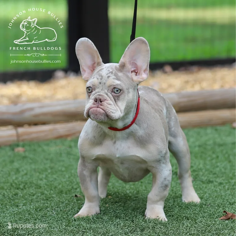 Leonard Newshade Isabella & Tan Merle Financing Available – French Bulldog puppy for sale in Jackson, TN