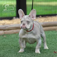 Leonard Newshade Isabella & Tan Merle Financing Available, a male French Bulldog for sale in Jackson, TN – 1 of 4