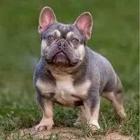 Ms. Bubbles Chocoalte and Tan Health Clear, a female French Bulldog for sale in Jackson, TN – Photo 3 of 3